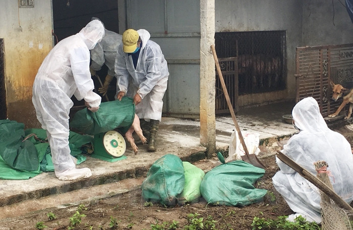 Ninh Giang: Xuất hiện tình trạng lợn chết ở xã Nghĩa An
